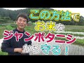 ジャンボタニシからお米を守る!最重要ポイント!