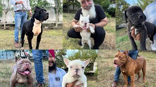 India’s biggest American Bully28inches heightone in India French bulldogXxl Am bully kennel