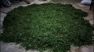 cara membuat pakan green konsentrat #kejulasi