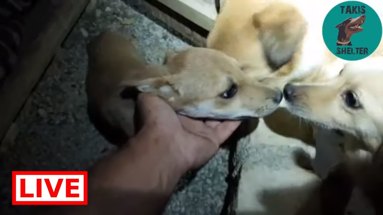 dog saved by dolphin The new puppies are adorable - Takis Shelter