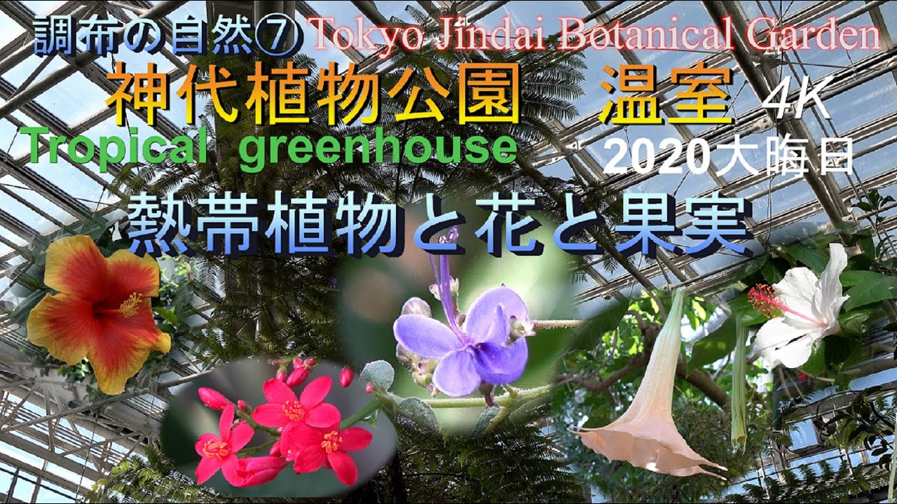 調布の自然 ４k 熱帯植物 珍種キレイな花 果実 ２０種類 Tokyo Jindai Botanical Garden Greenhouse 神代植物公園温室 ハイビスカス 食虫植物 深大寺隣 Youtube