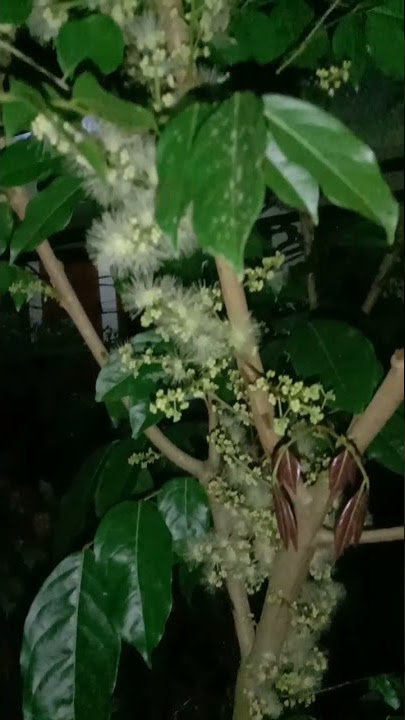 BUAH JENGKOL BERBUNGA LEBAT DALAM POT | TABULAMPOT BUAH JENGKOL #shorts