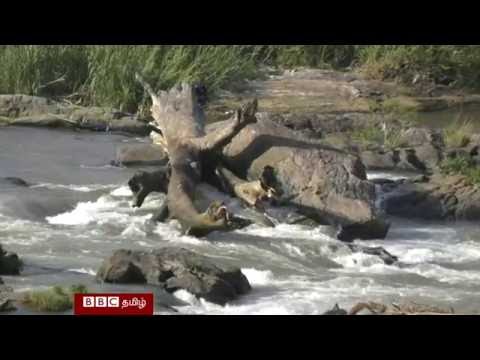 மோசமாக மாசடையும் மகாவலி ஆறு