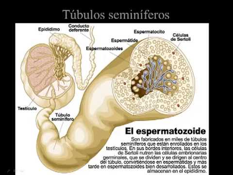 Como esta formado los testiculos
