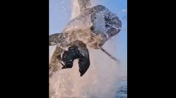 Megalodon shark 🦈 attack and jump out of water 💦 #megalodon #shark #sea #dangerous #animal #world