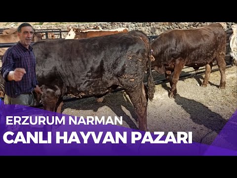 ERZURUM NARMAN CANLI HAYVAN PAZARI / KURBANLIK FİYATLARI