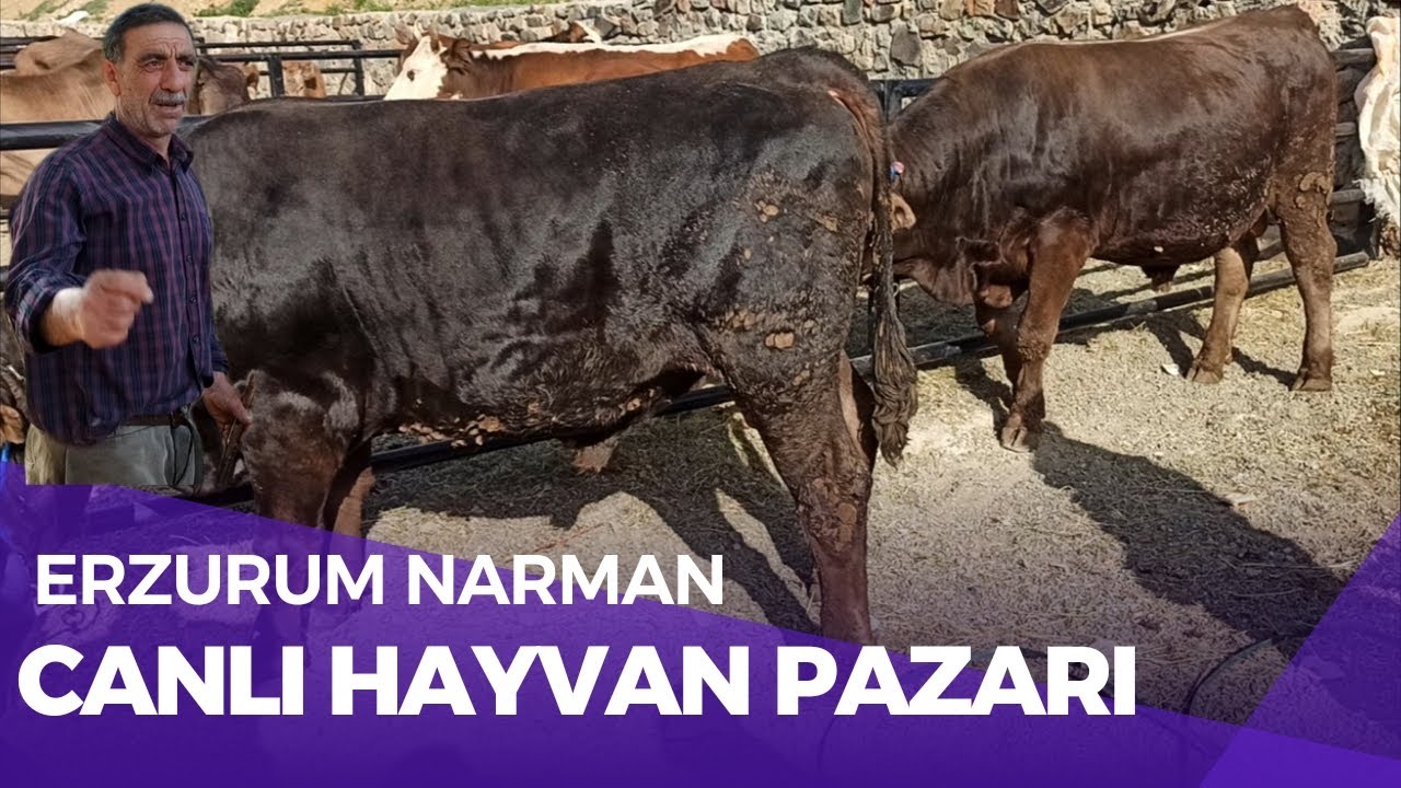 ERZURUM NARMAN CANLI HAYVAN PAZARI / KURBANLIK FİYATLARI