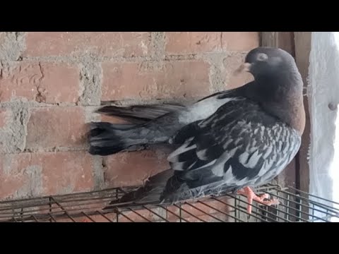 علاج الحمام اللى جناحه نازل واللى بيمشى يعرج بفضل الله الشافي