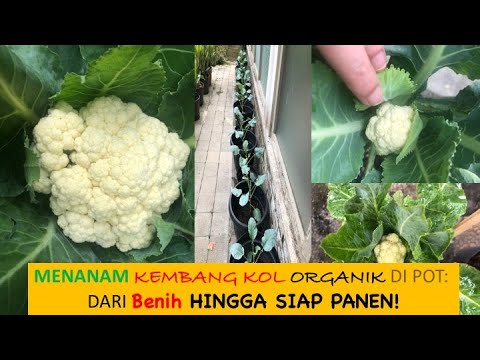 Video: Cara Merawat Norfolk Fir: 15 Langkah (dengan Gambar)