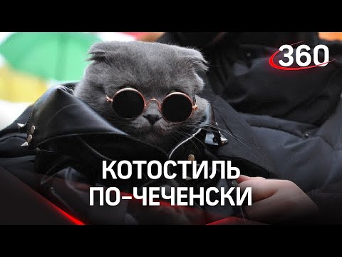 Кожа, цепи и очки - модные кошечки в Чечне
