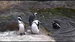 South African Penguins -- MP4 Test for Better Quality