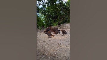 gà rừng tơ siêu phẩm.me nyuam qaib zoo nkauj