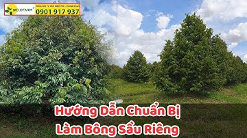 Thực tế quy trình làm bông sầu riêng hữu cơ tại vườn