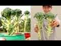 Recycling Plastic Containers to Grow Broccoli at Home for Beginners