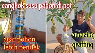 tabulampot mangga agar lebih pendek dan rimbun || CANGKOK SUSU MANGGA