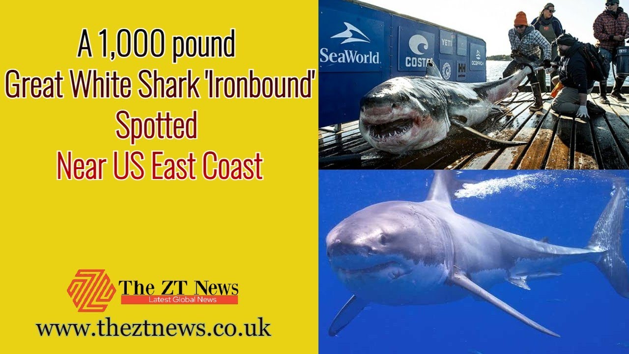 A 1,000pound Great White Shark 'Ironbound' Spotted Near US East Coast
