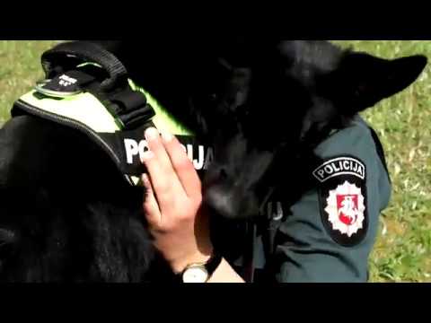 Video: Nematoma Sargyba: Kiek Amerikiečių Nusprendžia Eiti Su Pogrindiniu šunų Aptvėrimu