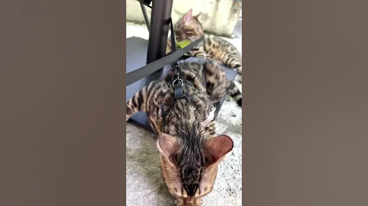 Watch the video about Socializing YOUR future Bengals #apurfectbengal #bengalcat #cat #kitten #exotic