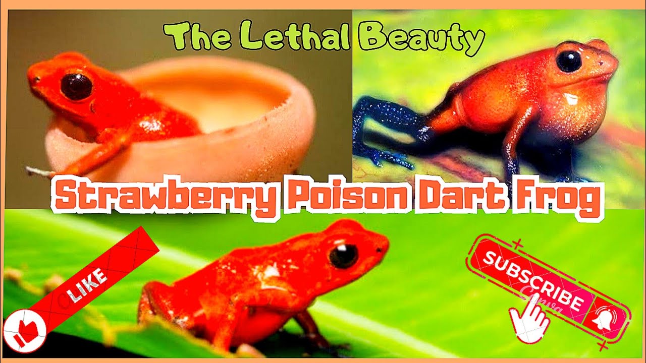 25 Facts About Poison Dart Frogs 🐸 - Learn All About Poison Frogs