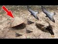 (New) Amazing Quick Bird Trap Using Hat Cover , Best Trap, Cambodia Trap, How To Create It