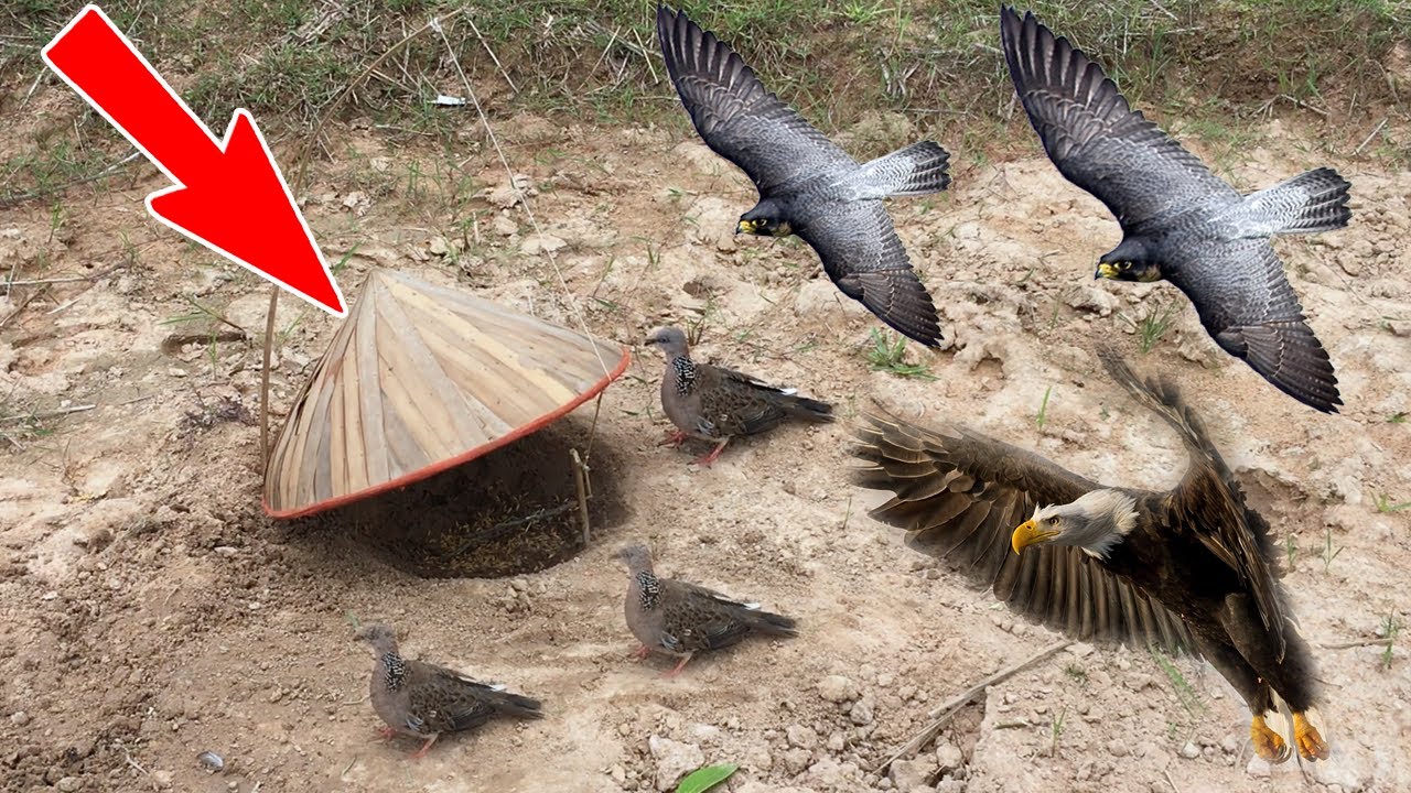 (New) Amazing Quick Bird Trap Using Hat Cover , Best Trap, Cambodia Trap, How To Create It