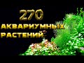 ТОП 270 АКВАРИУМНЫХ РАСТЕНИЙ
