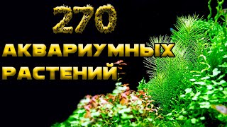 ТОП 270 АКВАРИУМНЫХ РАСТЕНИЙ