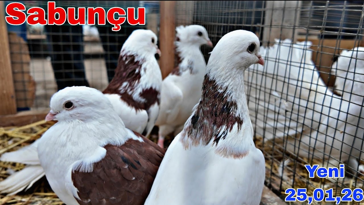 Sabunçu Quş Bazarı 25 yanvar 2026