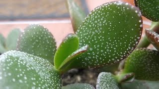 White spots / dots on Jade plants / Money plants Crassula and what causes them.