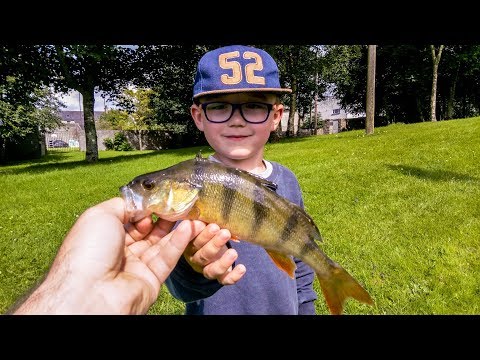 Wideo: 3 Najlepsze Ryby Dla Zwierząt Domowych