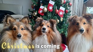 Let's decorate for Christmas! with Shetland Sheepdogs by Lovin' Mystery 651 views 5 months ago 5 minutes, 57 seconds