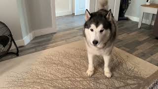 Max the husky & Sargey the Alaskan malamute talking to each other #husky #alaskanmalamute #subscribe