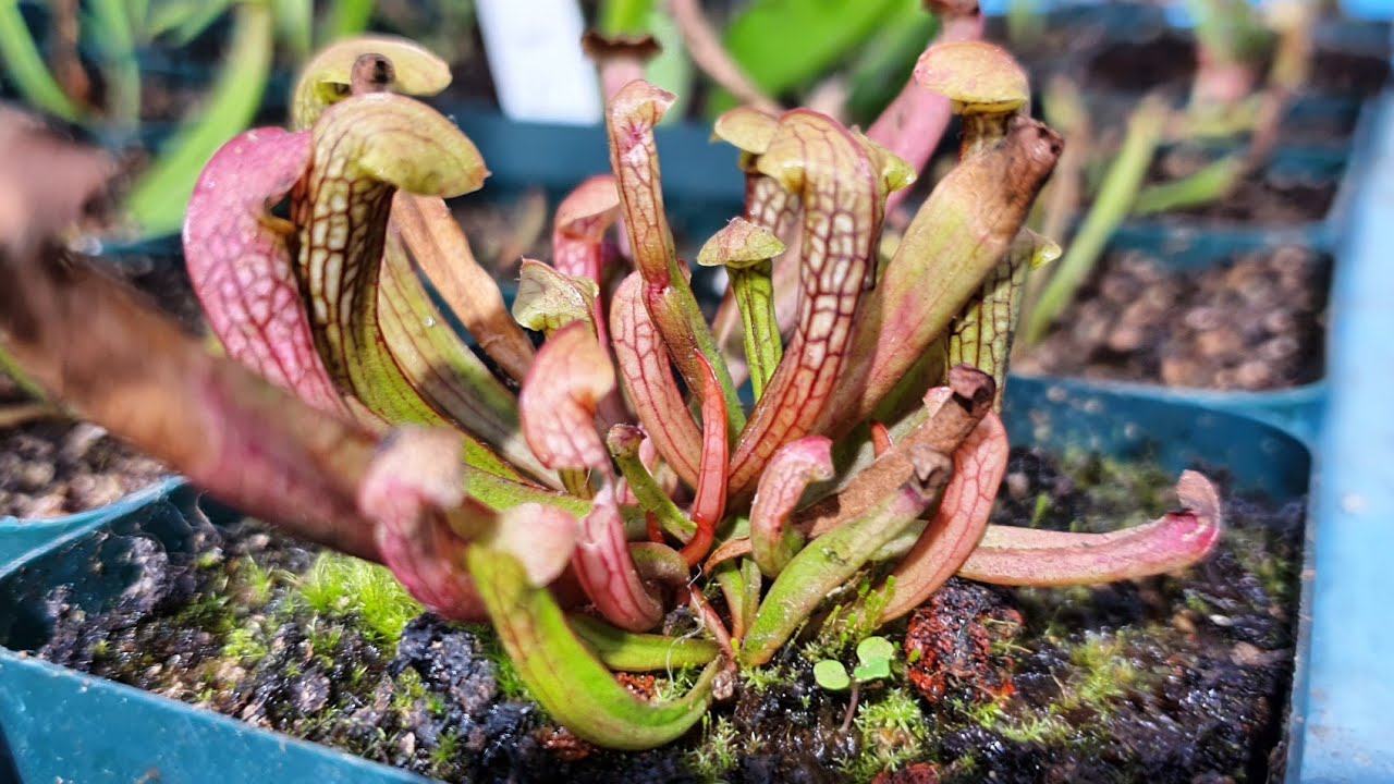 Plantas carnívoras : Cómo dividir sarracenias