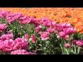 2015 Wooden Shoe Tulip Festival in Woodburn Oregon 1080p HD 2015 Wooden Shoe Tulip Festival in Woodburn Oregon 1080p HD