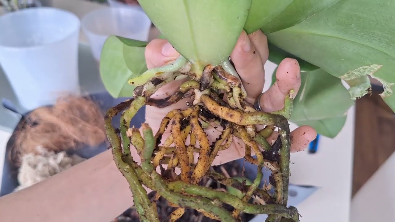 Двойная посадка. 2 орхидеи в одном горшке. Все За и Против