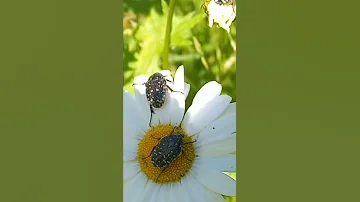 Птицы поют,жуки жужжат,пчёлы собирают нектар...ЛЕТО.