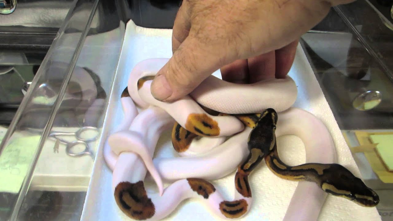 rat snakes in alabama Brian Gundy's Post Shed Of 2014 Yellow Striped Pieds