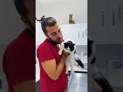 Video: Bir Köpek Mide Virüs Nasıl Tedavi