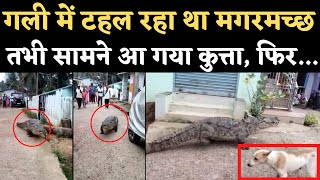 Crocodile Viral Video: Karnataka के Dandeli में सड़क पर घूमते मगरमच्छ के सामने आए Dog का क्या हुआ?