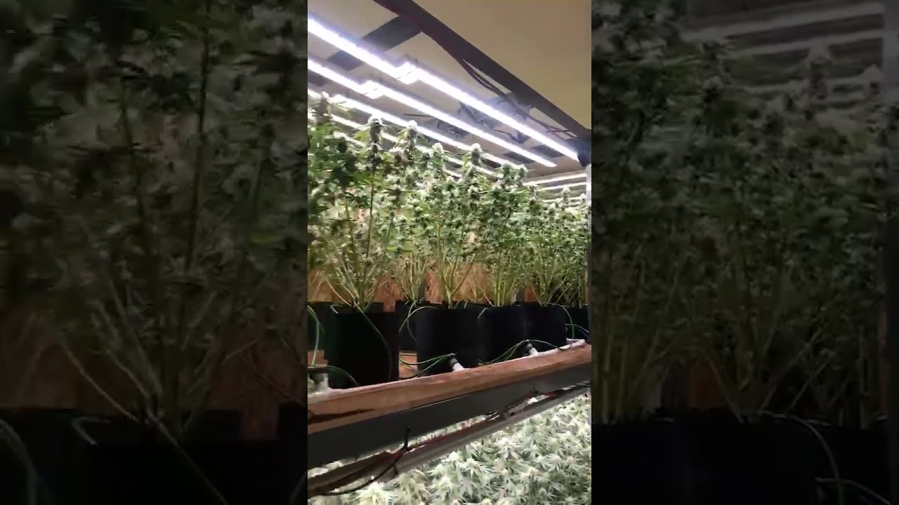 Indoor grow light and shelf system.