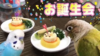 インコ２才の誕生会 ウロコインコ ごま Youtube