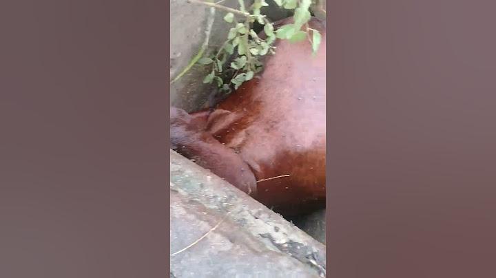 cavalo morto
