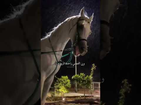 حالات واتس اب شيلات جو الشتا هبت هبوبه