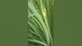 | LEMON GRASS UBWINO WAKE PA UMOYO NDI ULIMI |