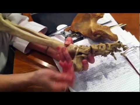 Суставы нижних конечностей