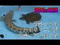 雷魚とスッポンが夢のコラボした結果
