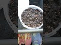 Как посадить микрозелень зимой