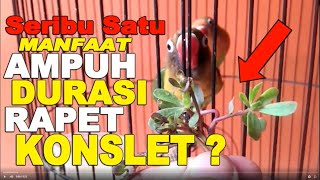 MANFAAT KROKOT UNTUK LOVEBIRD BIKIN DURASI RAPET KONSLET