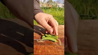 GT 71000541 mini rotary tillage and ridging all-in one tree 🌴