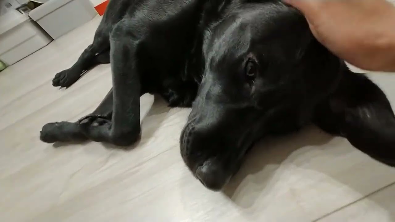 ただただぱるを撫でる